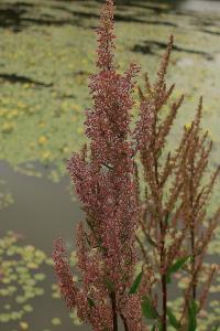 Šťovík vodní (Rumex aquaticus)