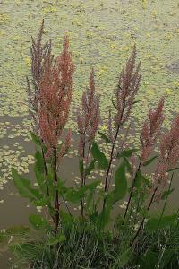 Šťovík vodní (Rumex aquaticus)