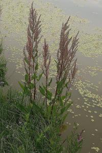 Šťovík vodní (Rumex aquaticus)