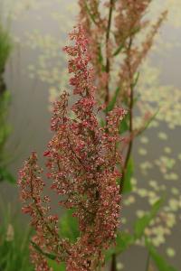 Šťovík vodní (Rumex aquaticus)