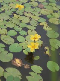 Plavín štítnatý (Nymphoides peltata)