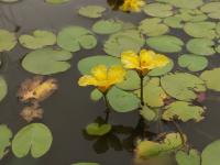 Plavín štítnatý (Nymphoides peltata)