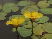 Plavín štítnatý (Nymphoides peltata)