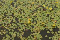 Plavín štítnatý (Nymphoides peltata)