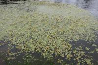 Plavín štítnatý (Nymphoides peltata)