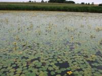 Plavín štítnatý (Nymphoides peltata)