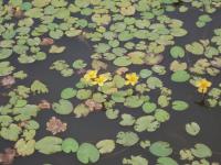 Plavín štítnatý (Nymphoides peltata)