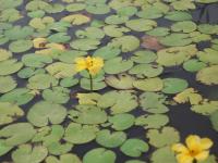 Plavín štítnatý (Nymphoides peltata)