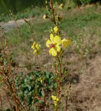 Divizna (Verbascum chaixii subsp austriacum x Verbascum blattaria)
