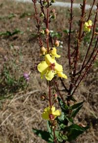 Divizna (Verbascum chaixii subsp austriacum x Verbascum blattaria)
