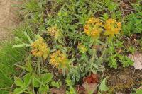 Pryšec mnohobarvý (Euphorbia epithymoides)