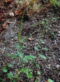 Ambrozie peřenolistá (Ambrosia artemisiifolia)