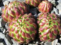 Netřeskovec výběžkatý (Jovibarba globifera subsp allionii)