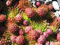 Netřeskovec výběžkatý (Jovibarba globifera subsp allionii)