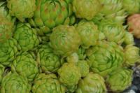 Netřeskovec výběžkatý (Jovibarba globifera arenaria var pseudohirta)