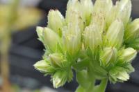 Netřeskovec výběžkatý (Jovibarba globifera arenaria var pseudohirta)