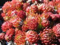 Netřeskovec výběžkatý (Jovibarba globifera arenaria var pseudohirta)