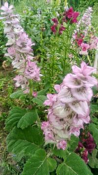 Šalvěj muškátová (Salvia sclarea)