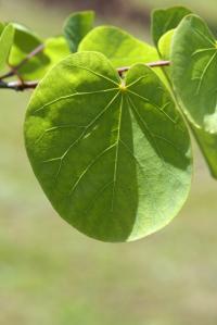 Zmarlika Jidášova (Cercis siliquastrum)