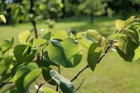 Zmarlika Jidášova (Cercis siliquastrum)