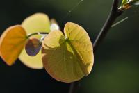 Zmarlika Jidášova - jarní listy (Cercis siliquastrum)
