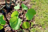 Zmarlika Jidášova (Cercis siliquastrum)