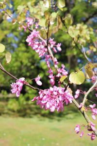 Zmarlika Jidášova (Cercis siliquastrum)