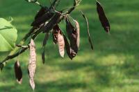 Zmarlika Jidášova (Cercis siliquastrum)