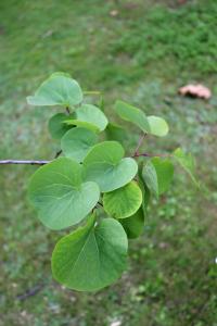 Zmarlika Jidášova (Cercis siliquastrum)