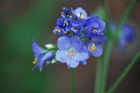 Jirnice modrá (Polemonium caeruleum)