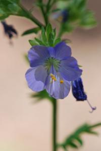 Jirnice modrá (Polemonium caeruleum)