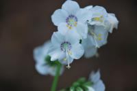Jirnice modrá (Polemonium caeruleum)