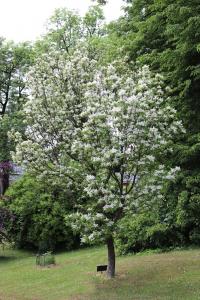 Jasan zimnář (Fraxinus ornus)