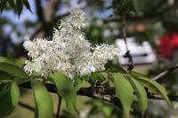 Jasan zimnář (Fraxinus ornus)
