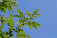 Jasan zimnář - letní listy (Fraxinus ornus)