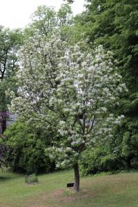 Jasan zimnář - habitus v květu (Fraxinus ornus)