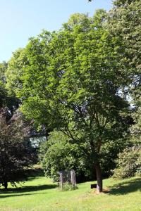 Jasan zimnář (Fraxinus ornus)