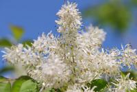 Jasan zimnář (Fraxinus ornus)