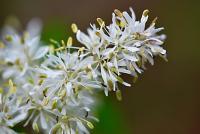 Jasan zimnář (Fraxinus ornus)