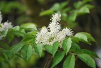 Jasan zimnář (Fraxinus ornus)