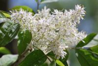 Jasan zimnář (Fraxinus ornus)