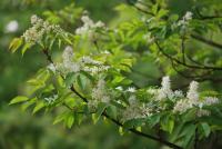 Jasan zimnář (Fraxinus ornus)