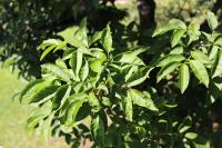 Jasan zimnář (Fraxinus ornus)