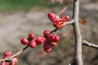 Kdoulovec japonský - poupata (Chaenomeles japonica)