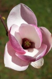 Šácholan Soulangeův (Magnolia x soulangeana)