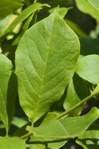 Šácholan Soulangeův (Magnolia x soulangeana)