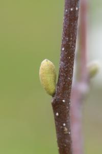 Šácholan Soulangeův (Magnolia x soulangeana)