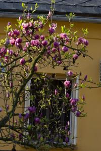 Šácholan Soulangeův - kvetoucí habitus (Magnolia x soulangeana)