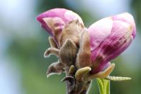 Šácholan Soulangeův - dvojkvět (Magnolia x soulangeana)