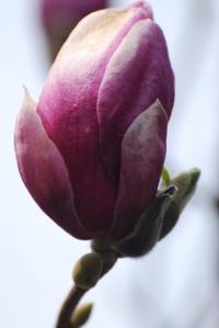 Šácholan Soulangeův (Magnolia x soulangeana)